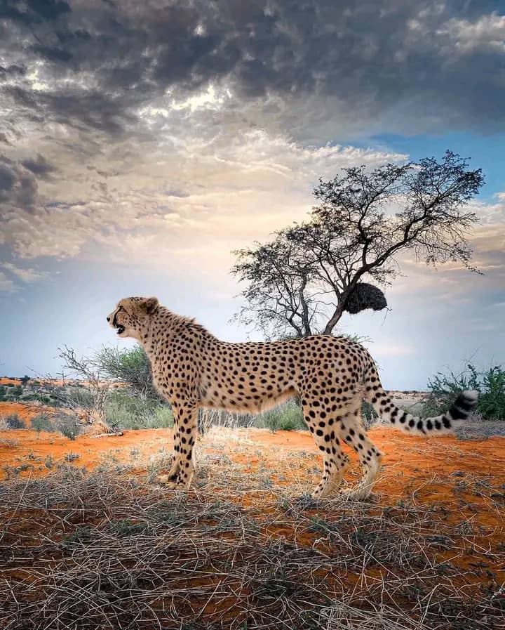 Wildlife
