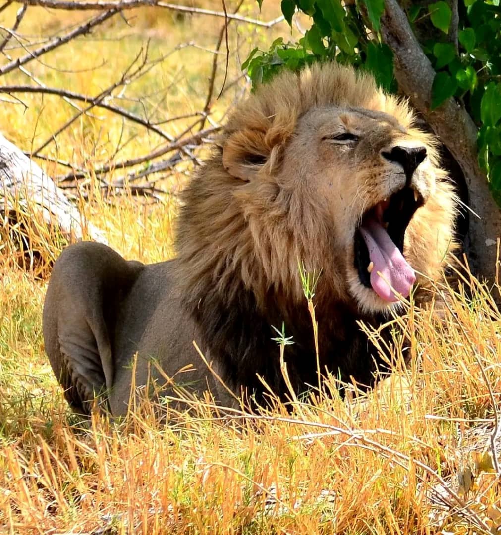 Wildlife